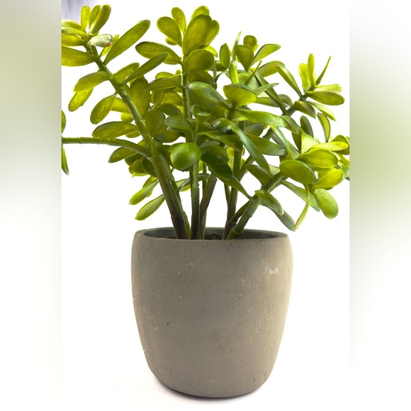 Crate&Barrel Accents Faux Potted Jade Plant Poshmark